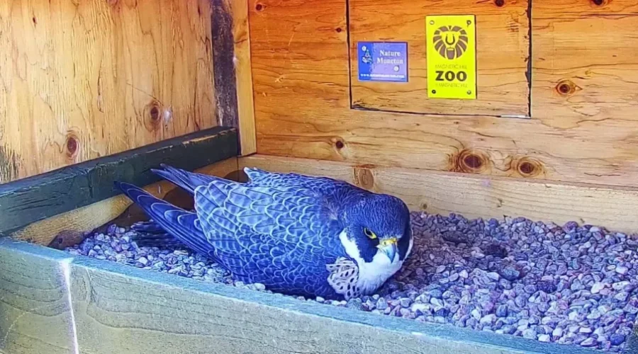 Curious onlookers await arrival of peregrine falcon chicks on live cam