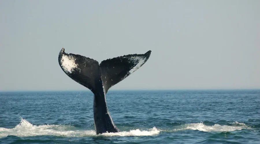 Ocean Week Fundy is making waves in the community