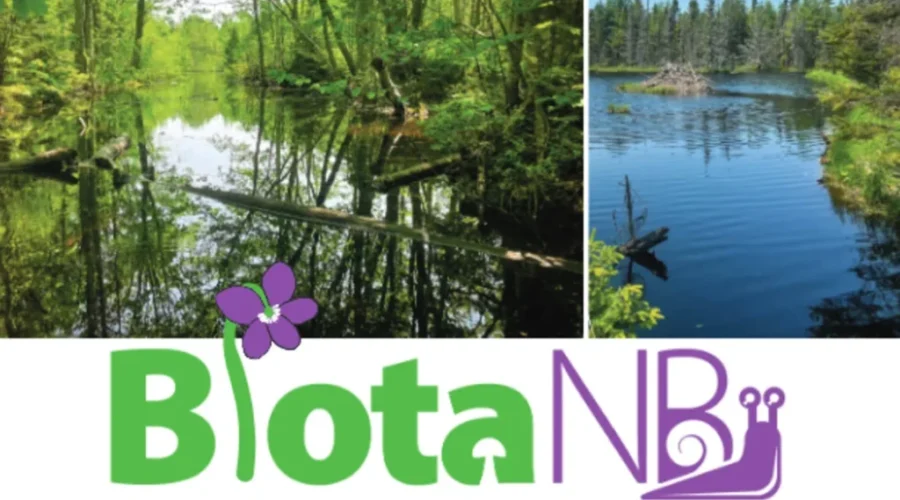 Record turnout for BiotaNB survey in Black River protected area