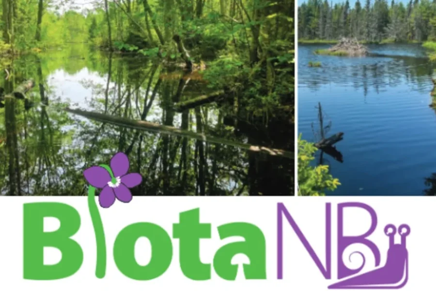 Record turnout for BiotaNB survey in Black River protected area