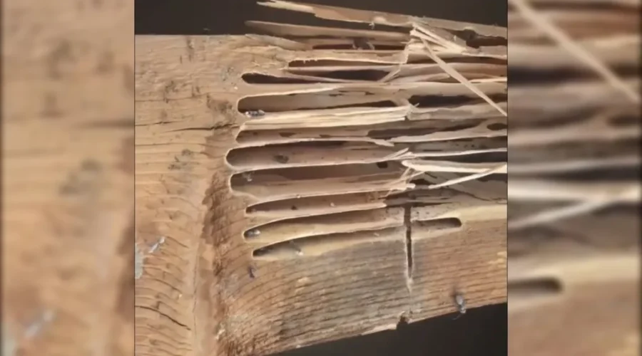 Carpenter ant infestations increasing in N.B. homes