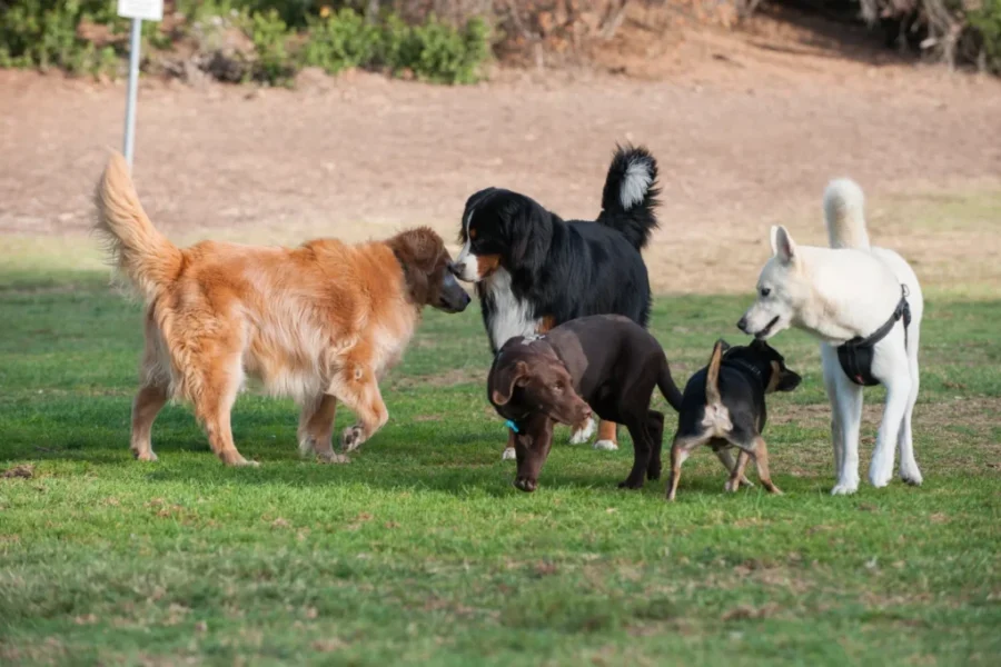 New temporary dog park for Saint John’s south end