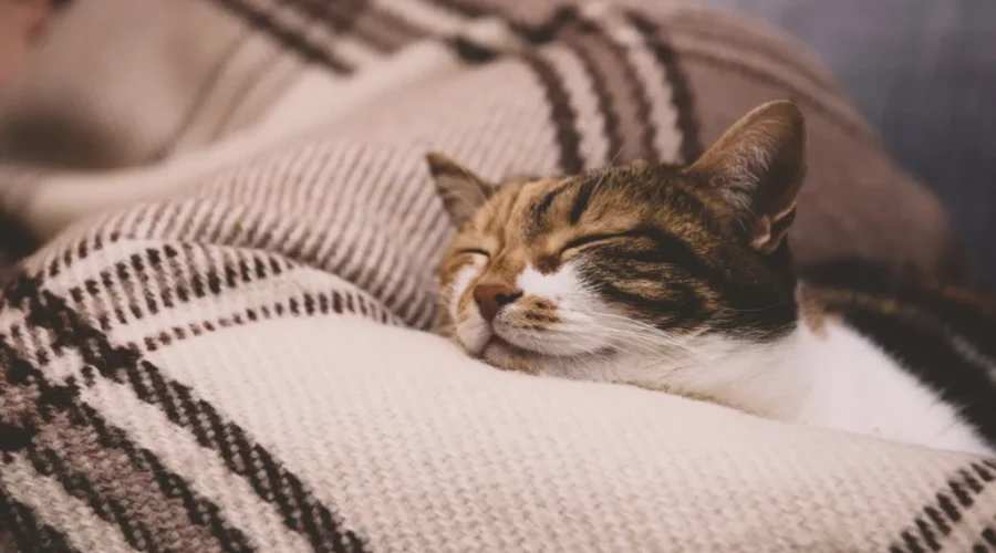 N.B. SPCA launches urgent fundraising to save Happy Tails program