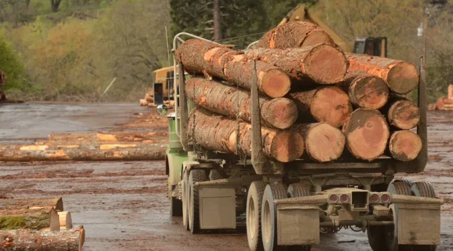 Lumber producers say higher fees from U.S. are ‘unjustified’