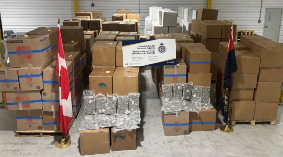 6,700 kilos of suspected cannabis seized in Saint John