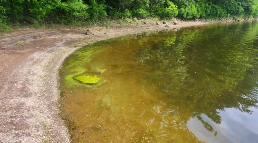 Cyanobacteria spotted in Meenan’s Cove area