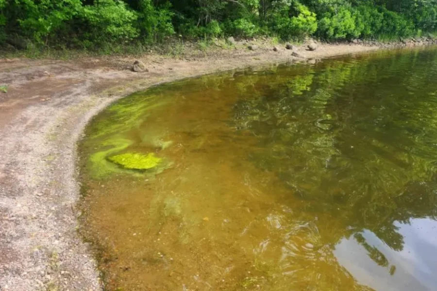 Cyanobacteria spotted in Meenan’s Cove area