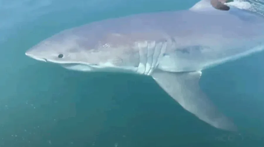 Volunteers wanted for groundbreaking white shark study in Passamaquoddy Bay
