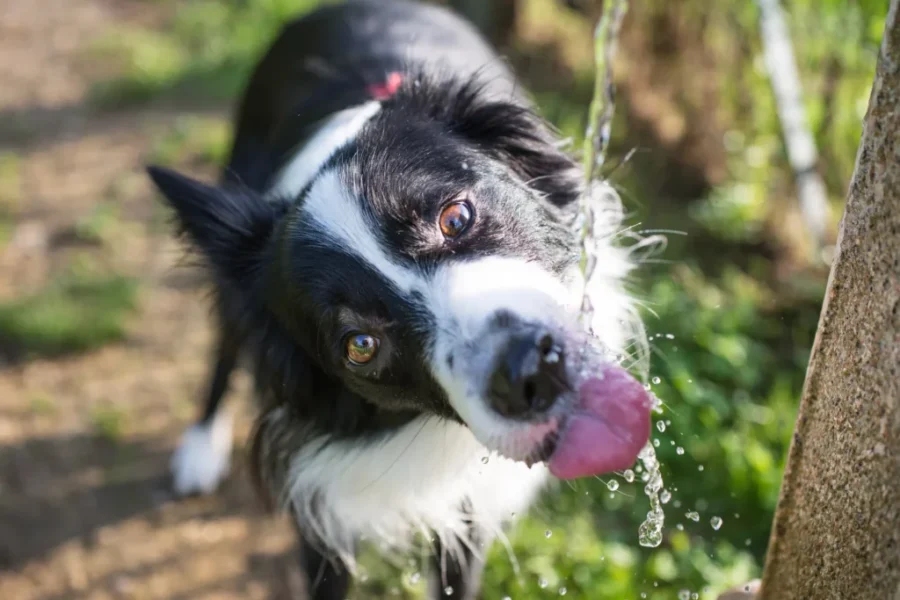 Protecting your pets and livestock from the heat