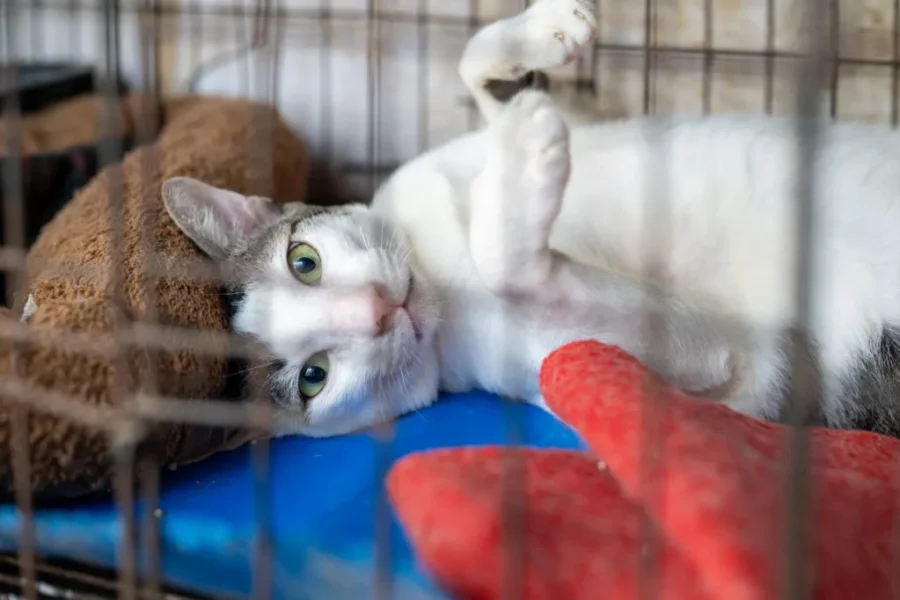 NBSPCA reports record animal protection calls, rising costs