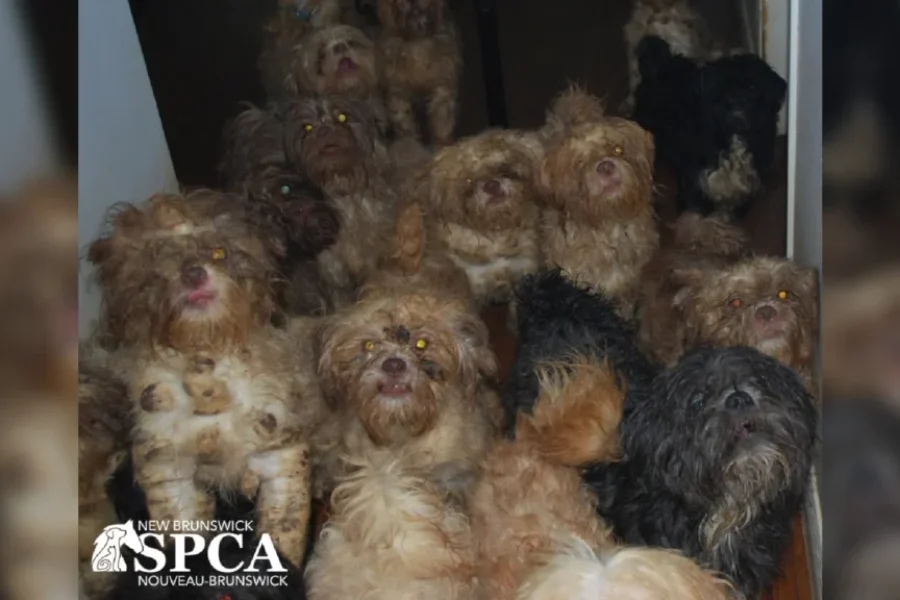 Dozens of animals seized in northeastern N.B.