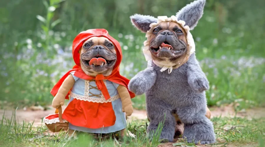 1st Halloween pet costume contest at Saint John City Market