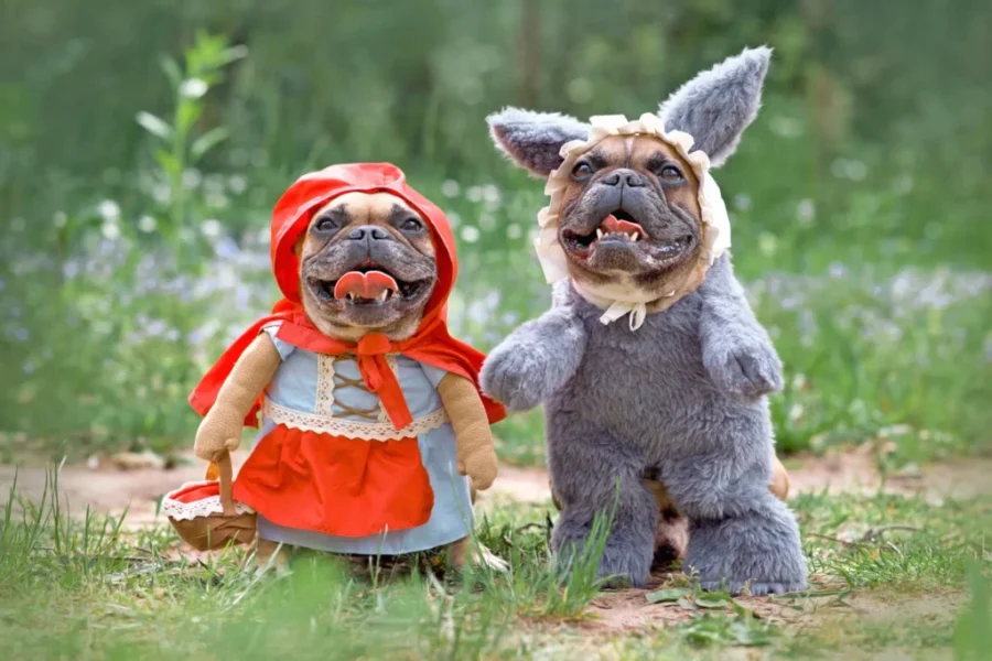 1st Halloween pet costume contest at Saint John City Market