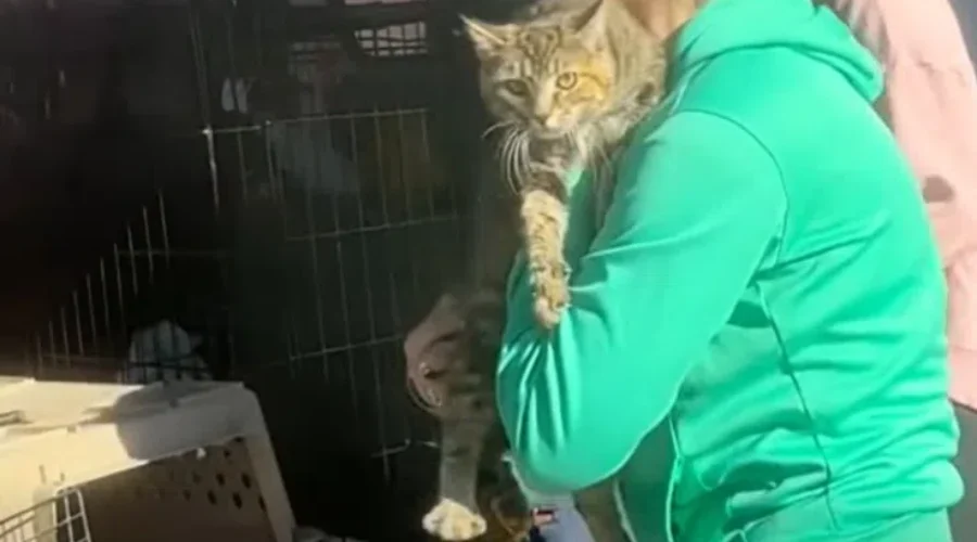 Cat reunited with owners after fire