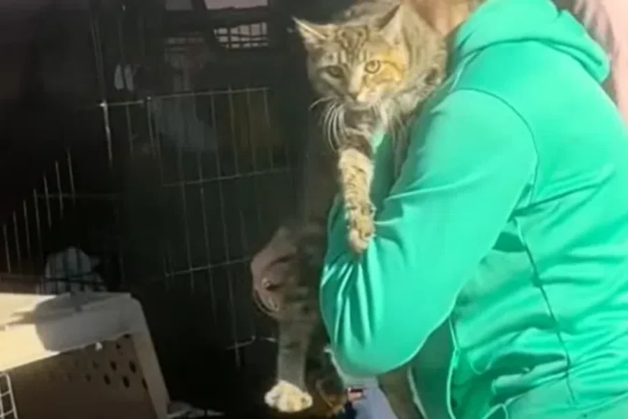 Cat reunited with owners after fire