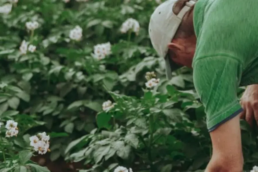 Shared Workforce Program renewed to support N.B. farmers