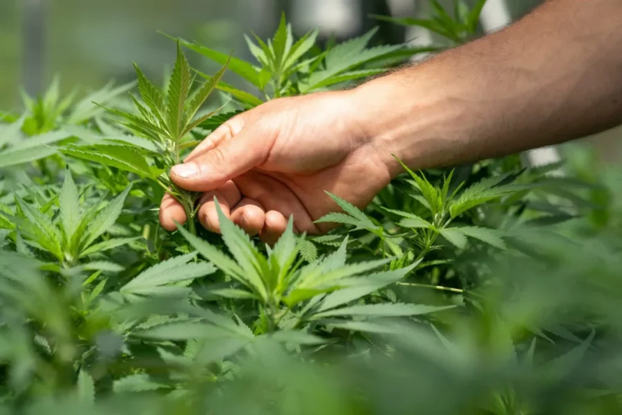 Pot bound for U.K. stopped in Saint John