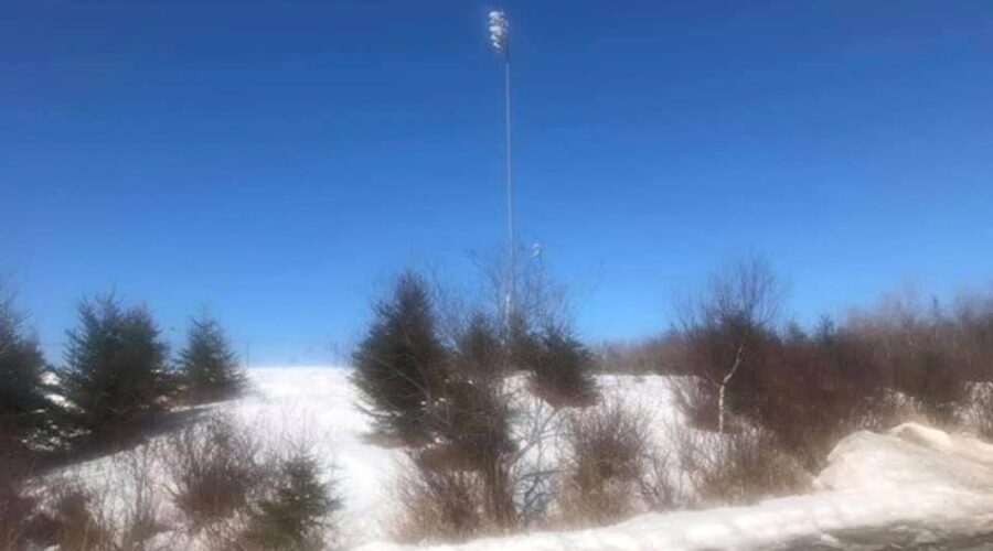 Planting Trees, Growing Pride: Let’s Keep Saint John Green