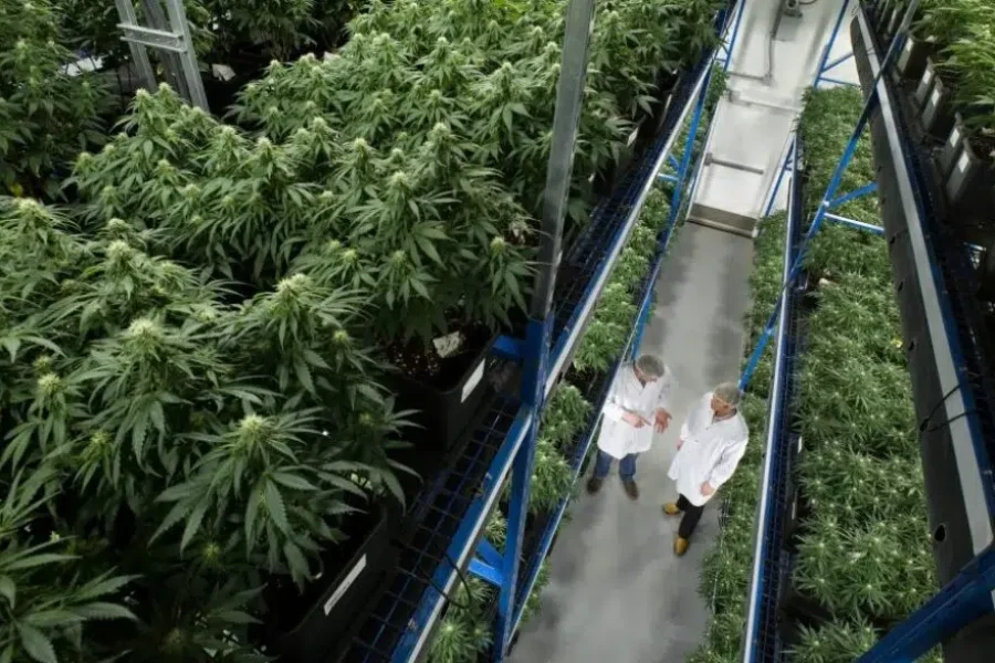 Cannabis producer CEO says federal budget, a missed opportunity