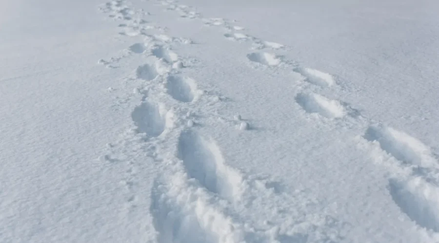 Southern N.B. sees first snowfall, colder weather on the way
