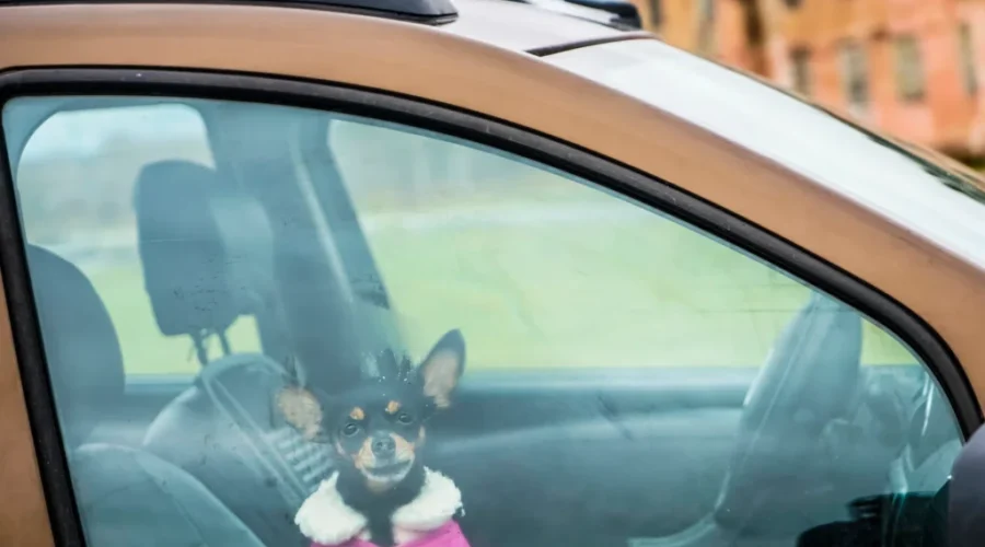 SPCA warns of winter danger for pets in vehicles