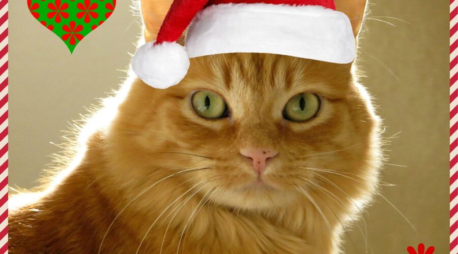 What Krista did NOT get for Christmas!