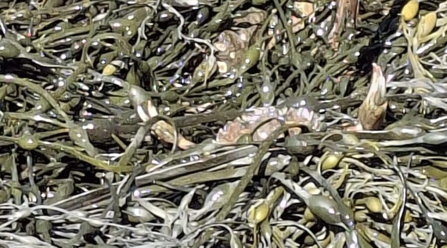 Commercial fishery in southwest N.B. could help control invasive species