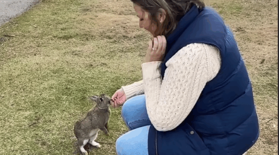 The Famous Grand Manan Bunnies