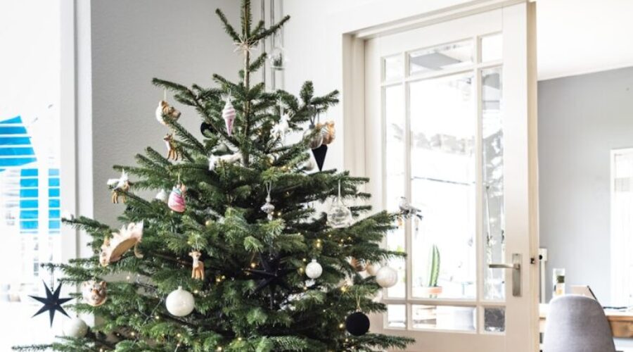 Where to take your Christmas tree?