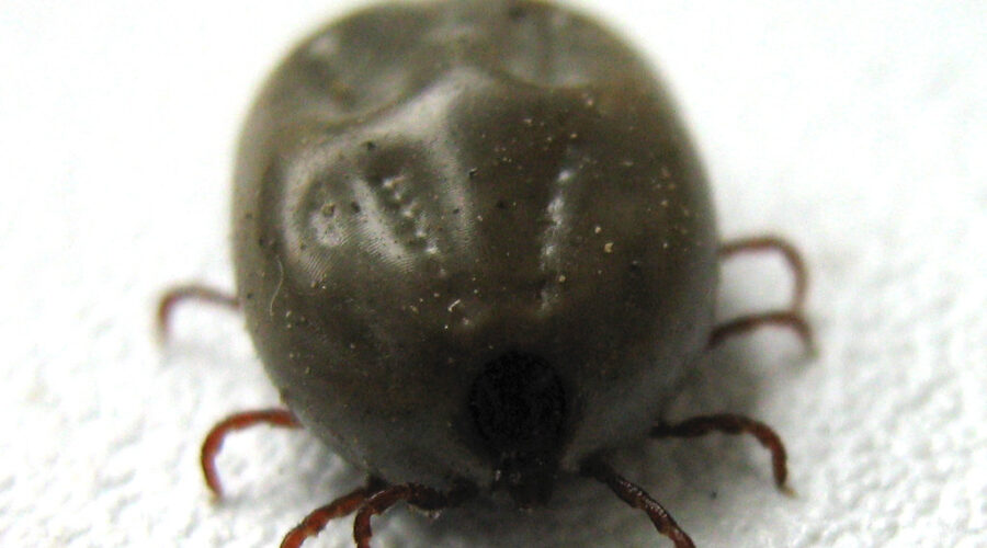 Watch out for Ticks even in January!