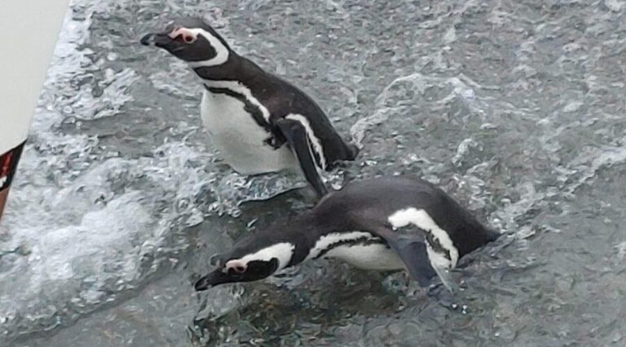 Look! It’s Penguins!