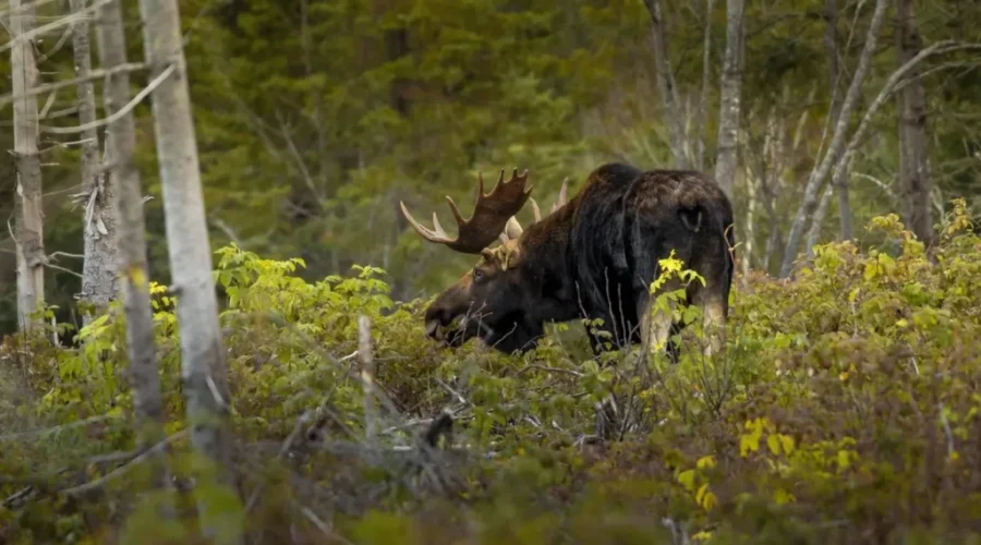 New Brunswick tourism key to province’s economic growth