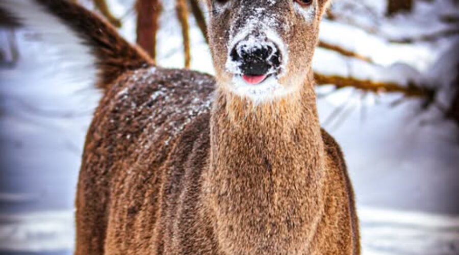 Oh Deer!