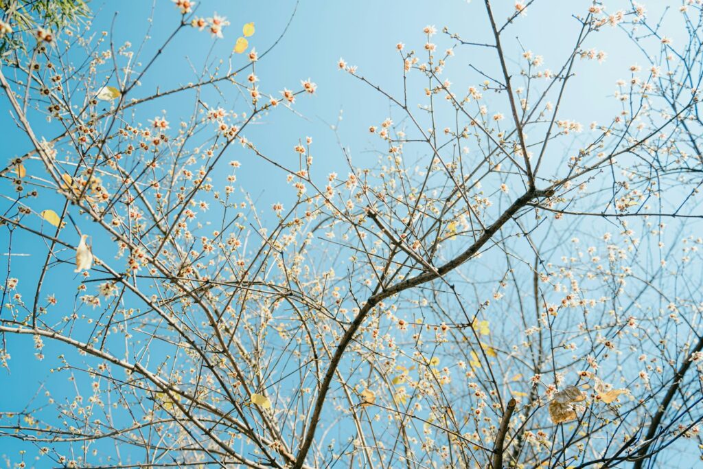 Looking up at the branches of a tree against a blue sky