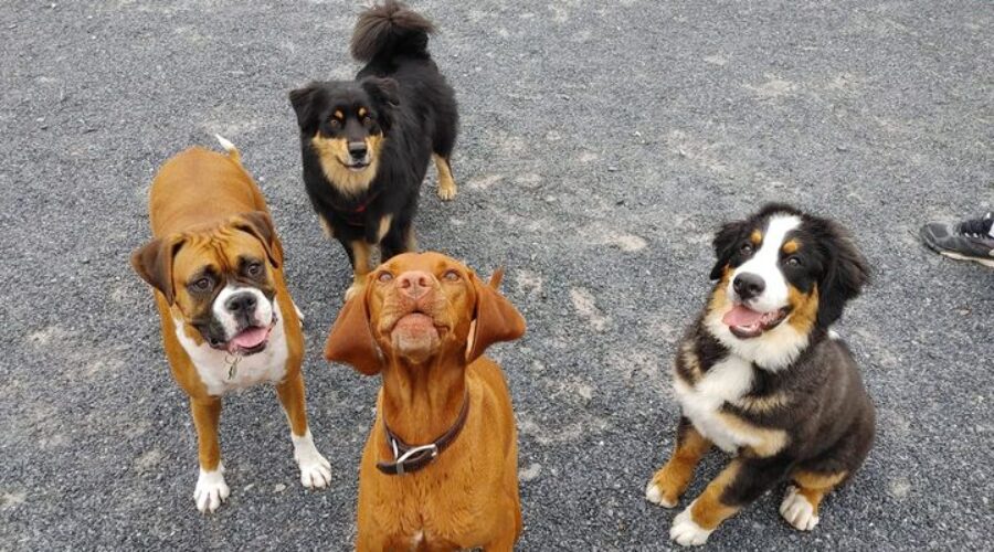 Barky Barkerson? Come here boy!