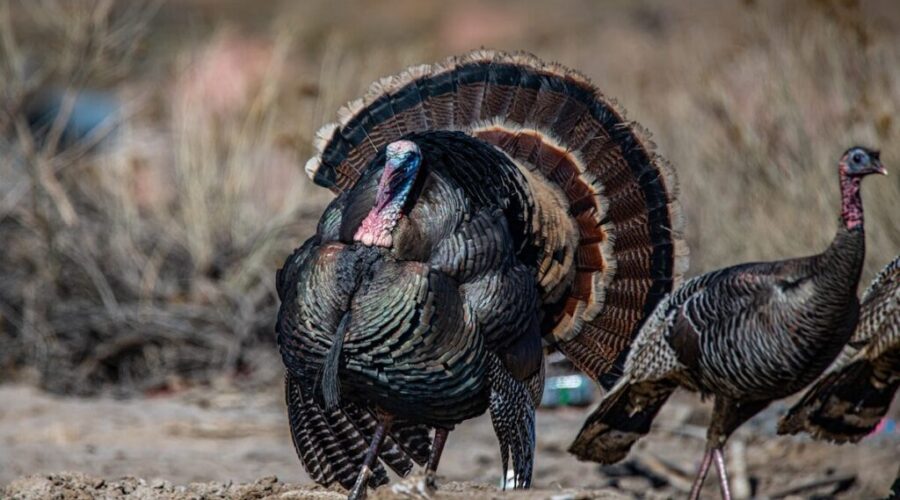 N.B. makes changes to the wild turkey season, expands it