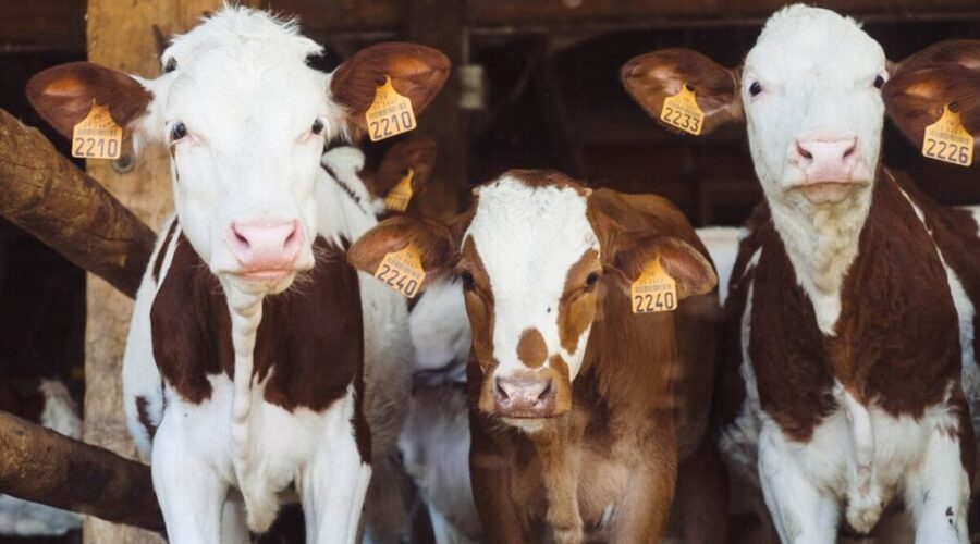 National farming organization denounces veterinary cuts