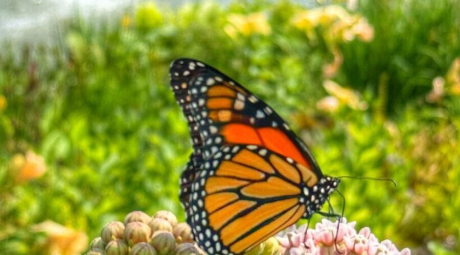 Kingsbrae Garden is open for the season