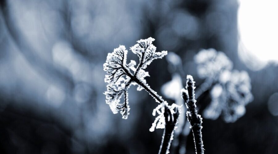 Frost expected Thursday night in N.B.