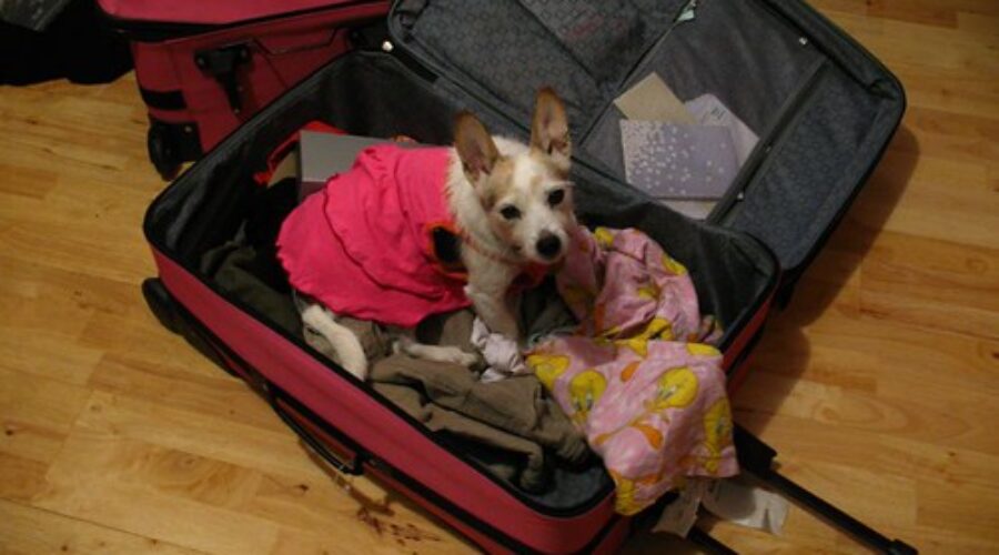 You left WHAT on the plane??