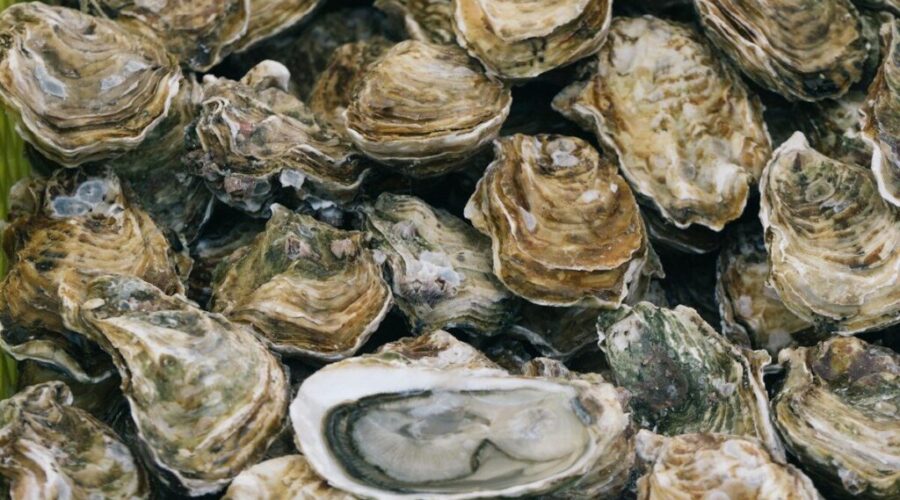 New Brunswick set to receive federal funding to rebuild disease-hit oyster harvests