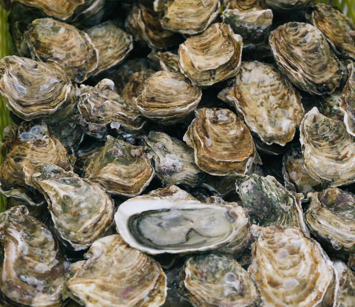 New Brunswick set to receive federal funding to rebuild disease-hit oyster harvests